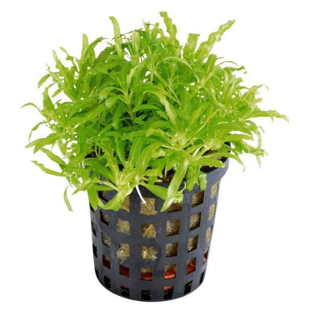 Image de Plante Pogostemon Helferi 5 Cm En Pot