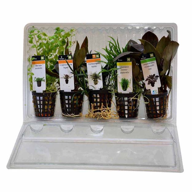 Image de Plante Combi Pack Basic 5 Pots