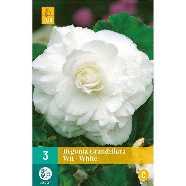 Image de 3 bulbes de fleurs de begonias grandiflora blanc