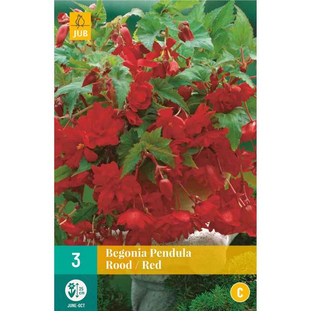 Image de 3 bulbes de fleurs de begonias pendula rouge