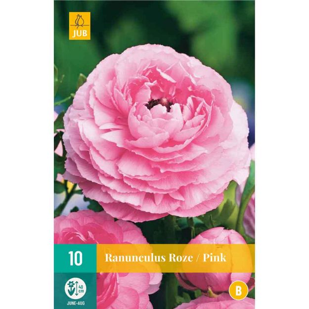 Image de 10 bulbes de fleurs de ranunculus rose