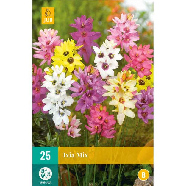 Image de 25 bulbes de fleurs ixia mix