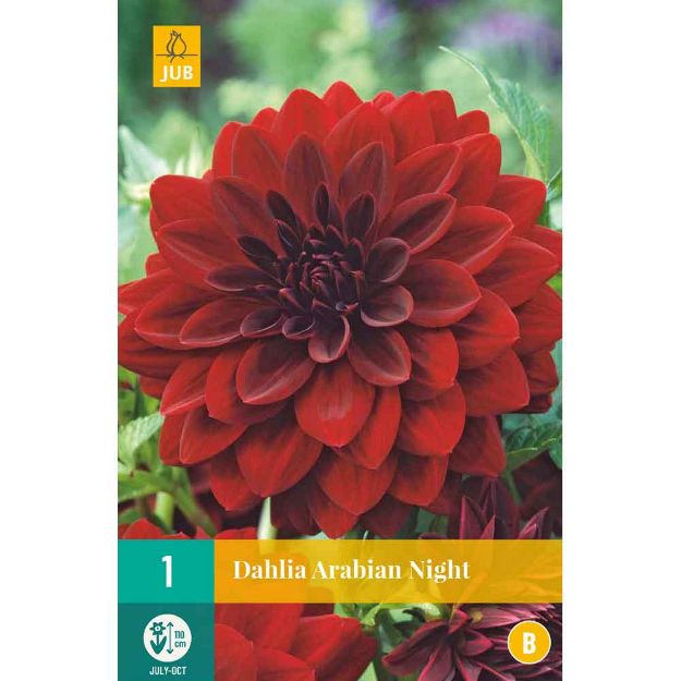 Image de 1 bulbe de fleur de dahlia arabian night