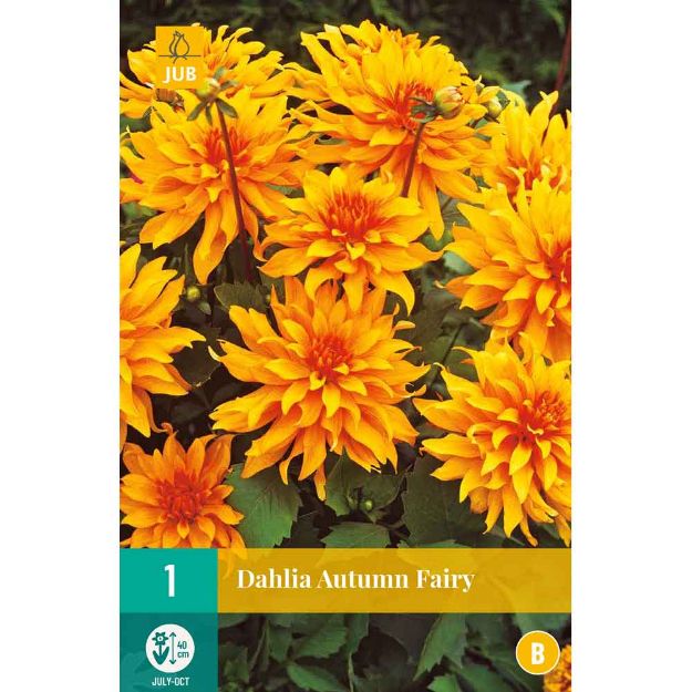 Image de 1 bulbe de fleur de dahlia autumn fairy