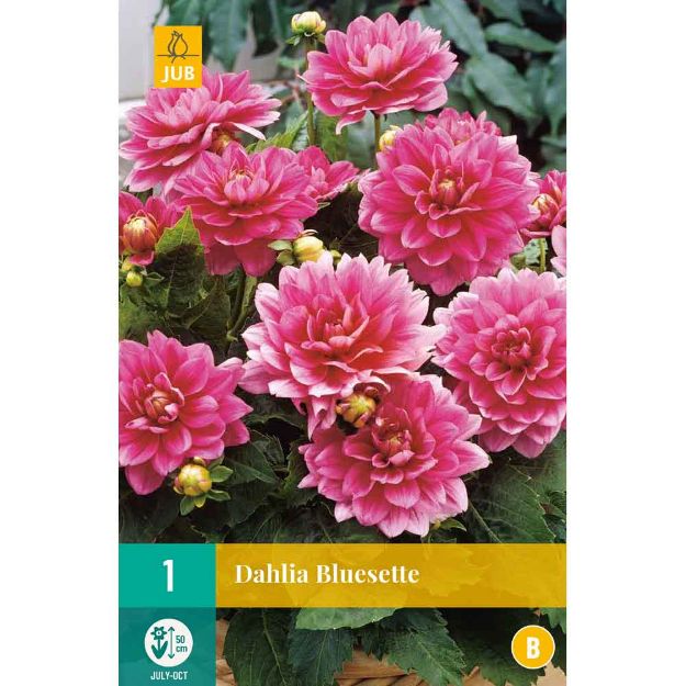 Image de 1 bulbe de fleur de dahlia bluesette