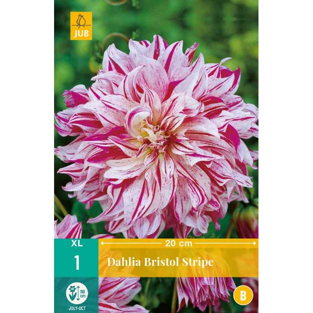 Image de 1 bulbe de fleur de dahlia bristol stripe