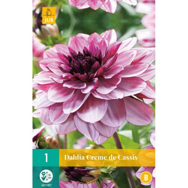 Image de 1 bulbe de fleur de dahlia creme de cassis