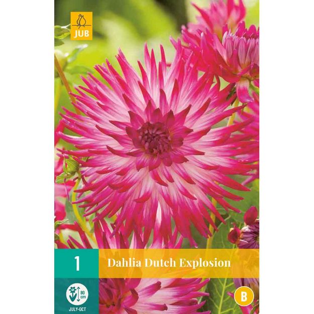 Image de 1 bulbe de fleur de dahlia dutch eplosion