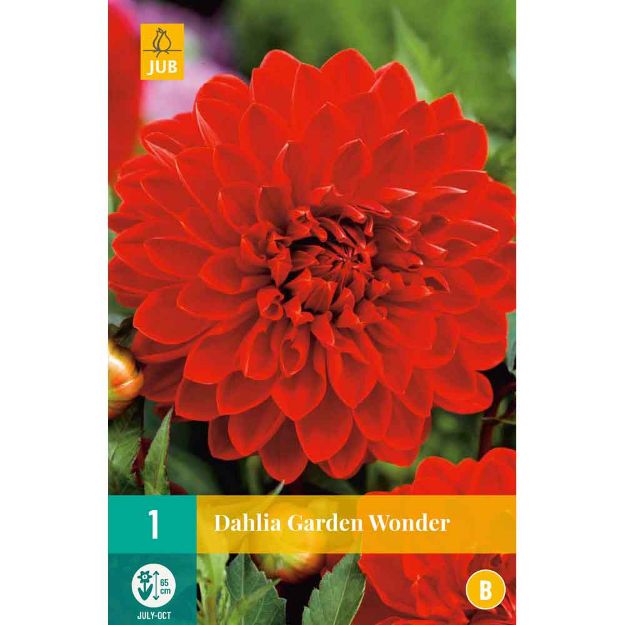 Image de 1 bulbe de fleur de dahlia garden wonder