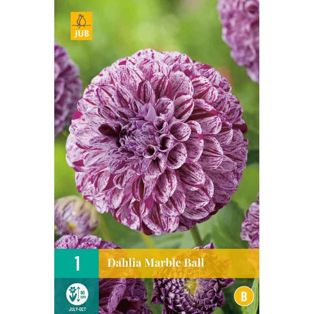 Image de 1 bulbe de fleur de dahlia marble ball