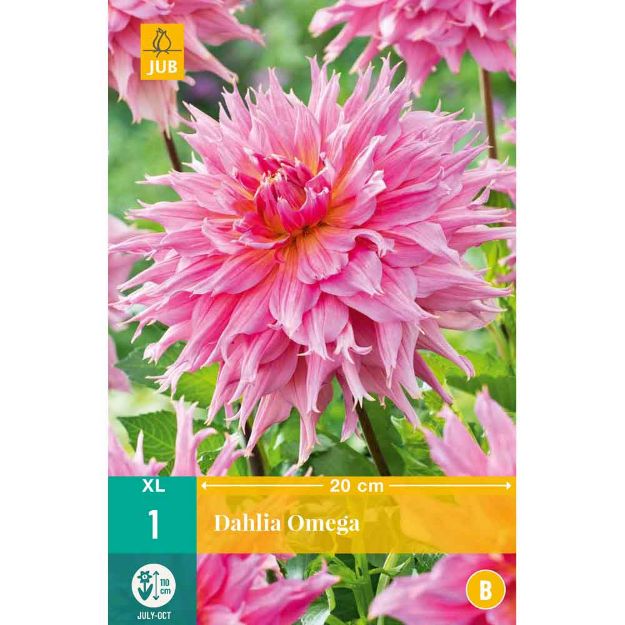 Image de 1 bulbe de fleur de dahlia omega