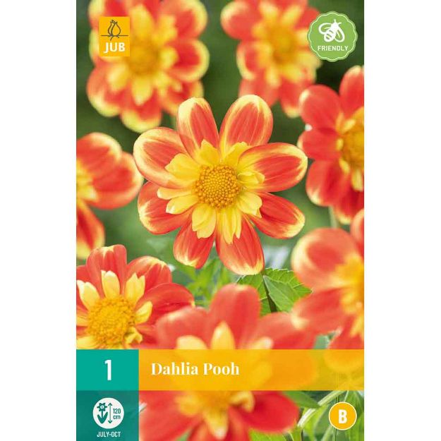 Image de 1 bulbe de fleur de dahlia pooh