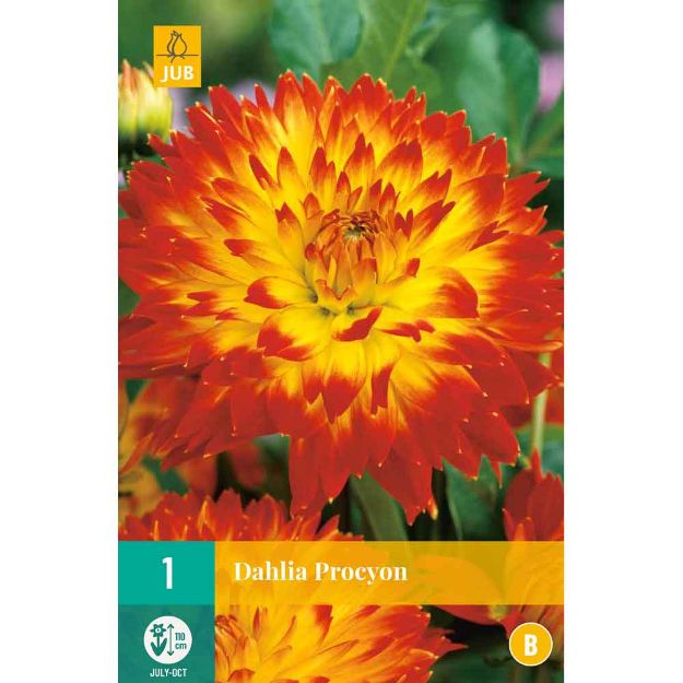 Image de 1 bulbe de fleur de dahlia procyon