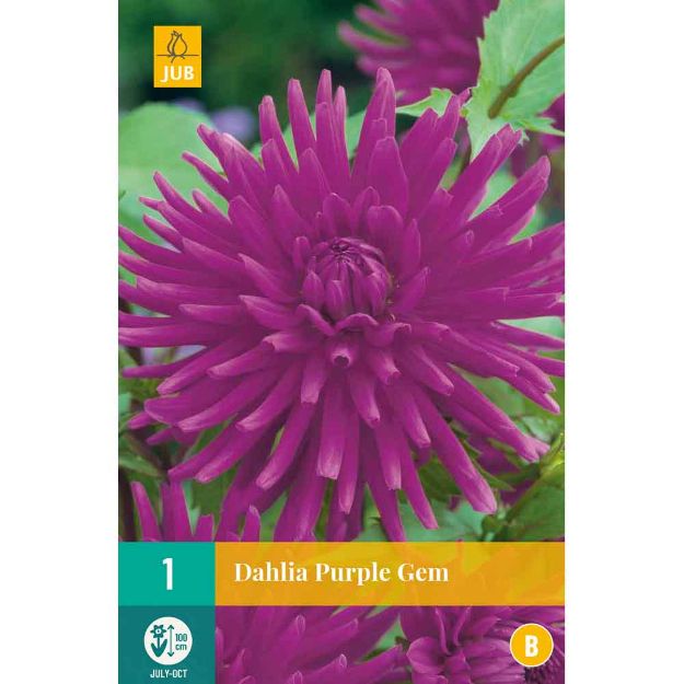 Image de 1 bulbe de fleur de dahlia purple gem