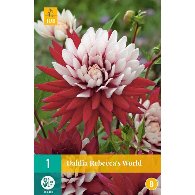 Image de 1 bulbe de fleur de dahlia rebeccas world