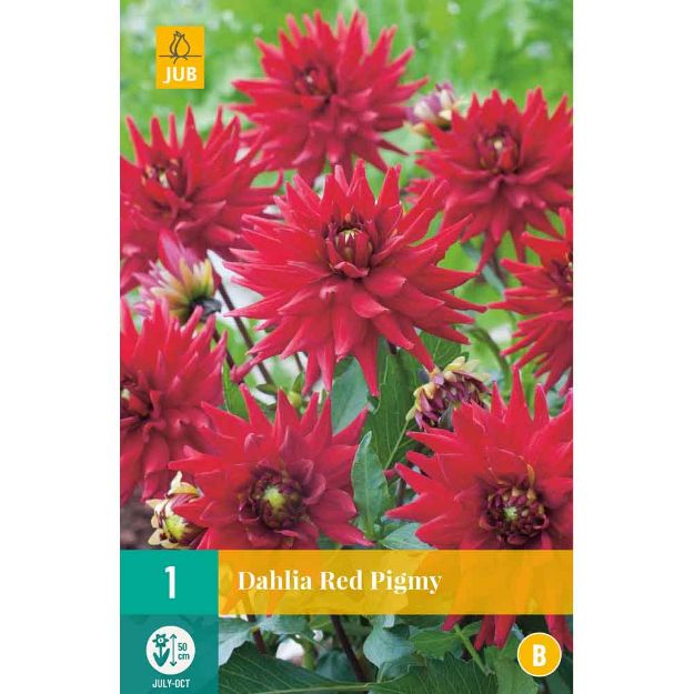 Image de 1 bulbe de fleur de dahlia red pigmy