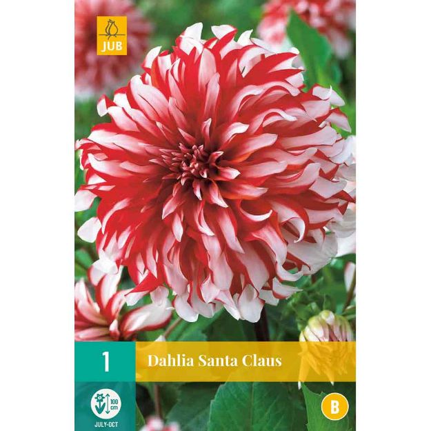 Image de 1 bulbe de fleur de dahlia santa claus