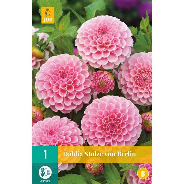 Image de 1 bulbe de fleur de dahlia stolze von berlin