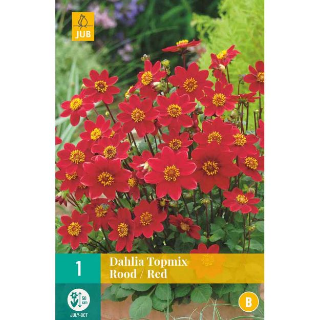 Image de 1 bulbe de fleur de dahlia topmi rouge