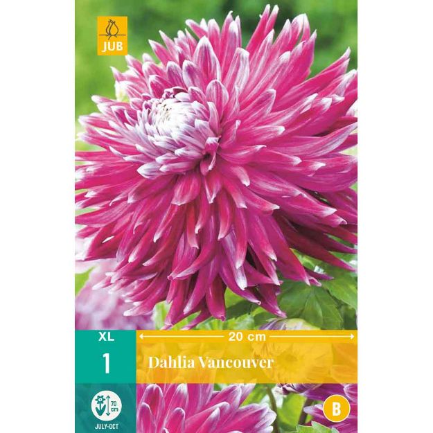 Image de 1 bulbe de fleur de dahlia vancouver