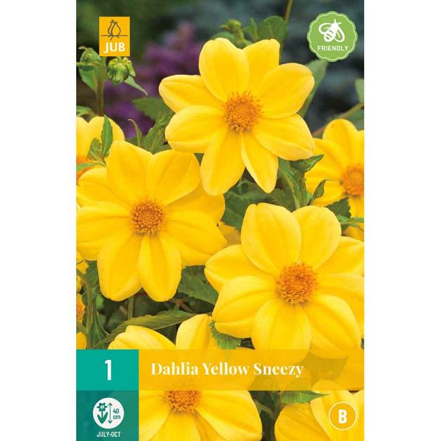 Image de 1 bulbe de fleur de dahlia yellow sneezy