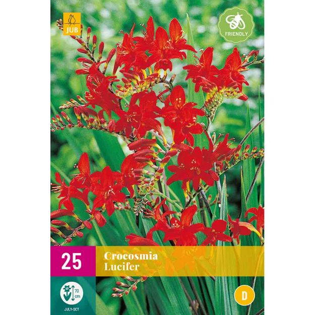 Image de 25 bulbes de fleurs de crocosmias lucifer