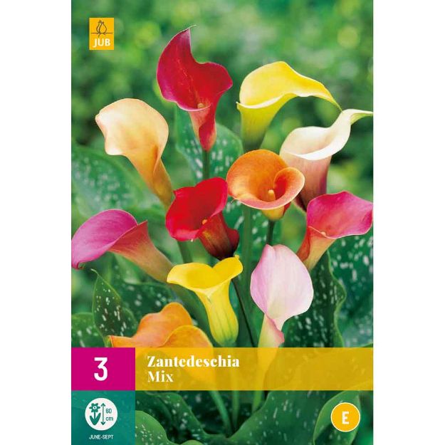 Image de 3 bulbes de fleurs de zantedeschias mix