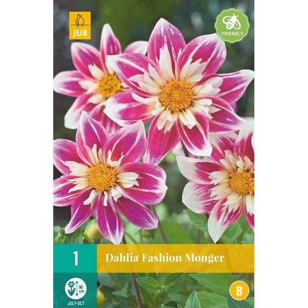 Image de 1 bulbe de fleur de dahlia fashion monger