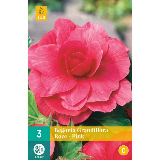 Image de 3 bulbes de fleurs de begonias grandiflora rose