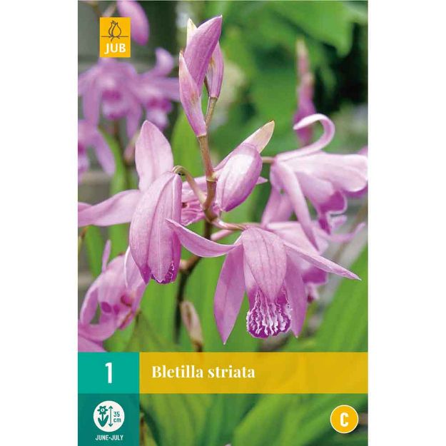 Image de 1 bulbe de fleur de bletilla striata