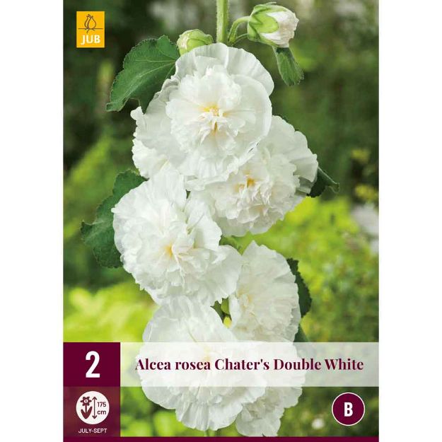 Image de 2 bulbes de fleurs alceas rosea double white