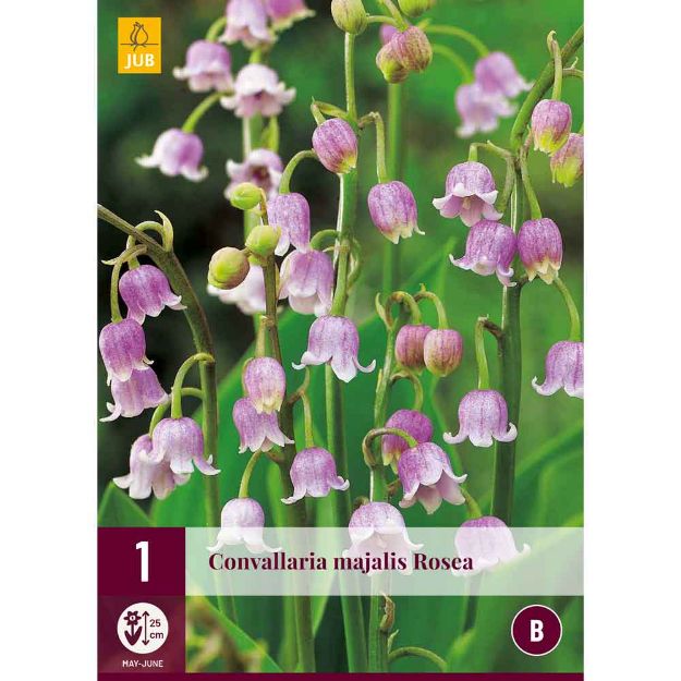 Image de 1 bulbe de fleur de convallaria majalis rosea