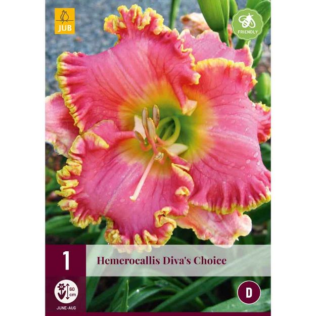 Image de 1 bulbe de fleur hemerocallis divas choice