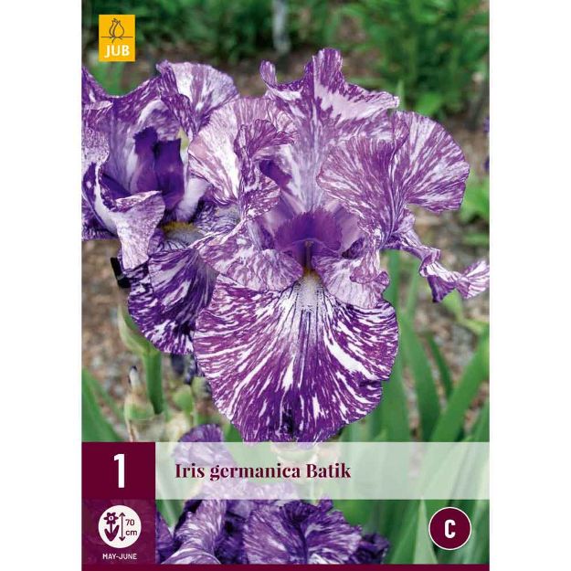 Image de 1 bulbe de fleur iris germanica batik