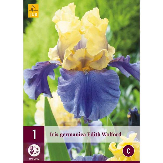 Image de 1 bulbe de fleur iris germanica edith wolford