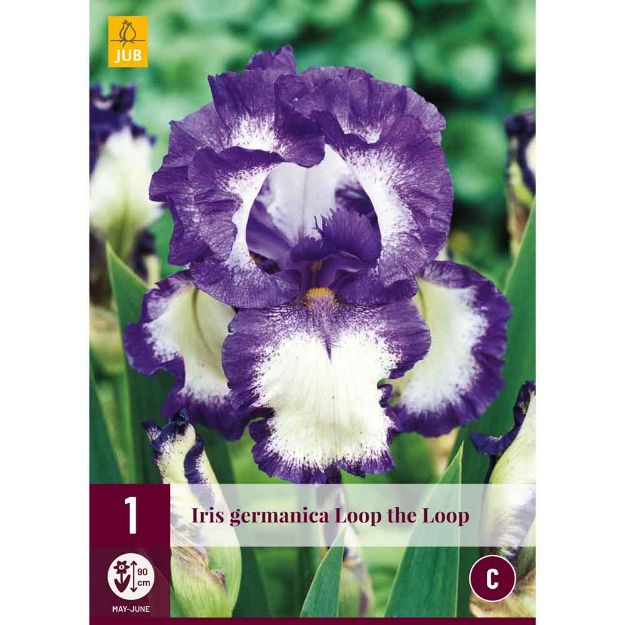 Image de 1 bulbe de fleur iris germanica loop the loop