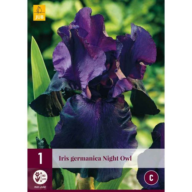 Image de 1 bulbe de fleur iris germanica night owl