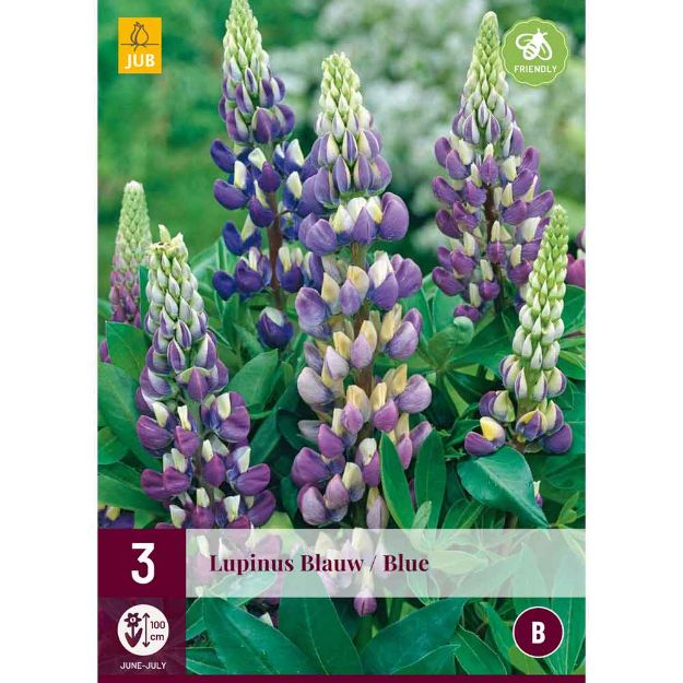 Image de 3 bulbes de fleurs de lupinus bleu