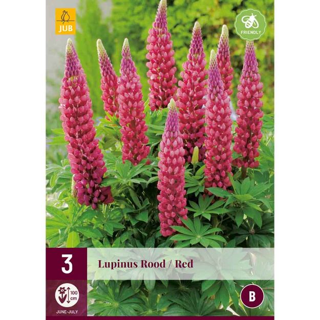 Image de 3 bulbes de fleurs de lupinus rouge