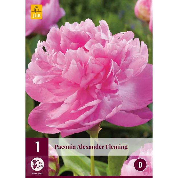 Image de 1 bulbe de fleur de paeonia aleander fleming