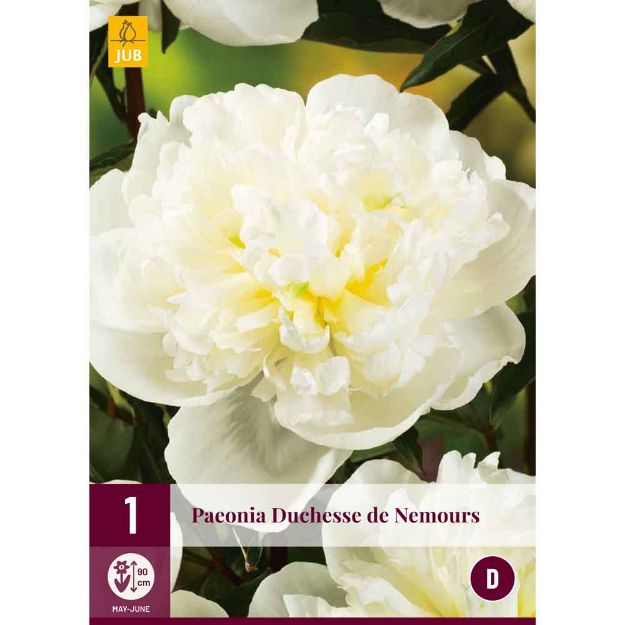 Image de 1 bulbe de fleur de paeonia duchesse de nemours