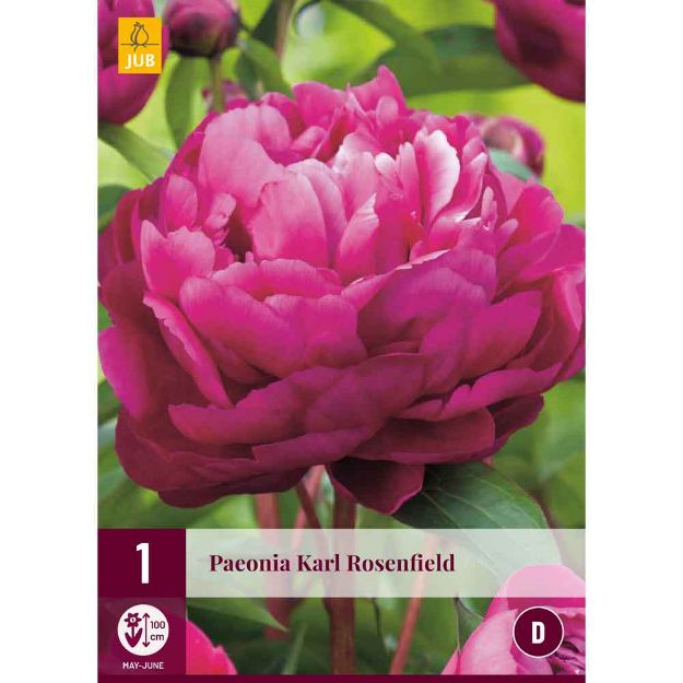 Image de 1 bulbe de fleur de paeonia karl rosenfield