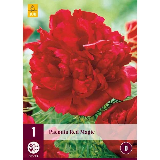 Image de 1 bulbe de fleur de paeonia red magic