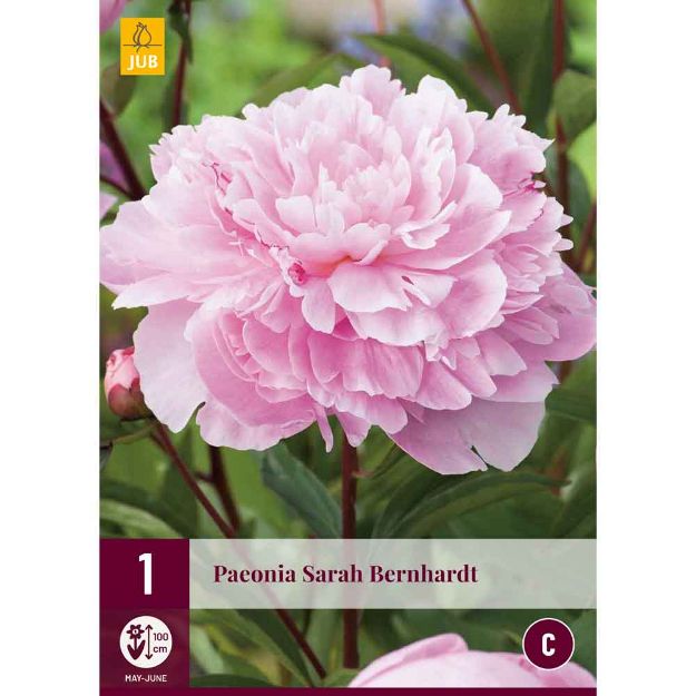 Image de 1 bulbe de fleur de paeonia sarah bernhardt