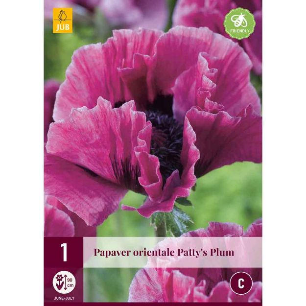 Image de 1 bulbe de fleur de papaver pattys plum