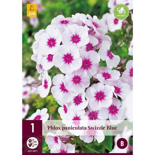 Image de 1 bulbe de fleur de phlo paniculata swizzle blue