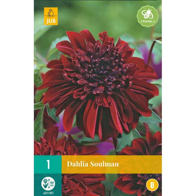 Image de 1 bulbe de fleur de dahlia soulman