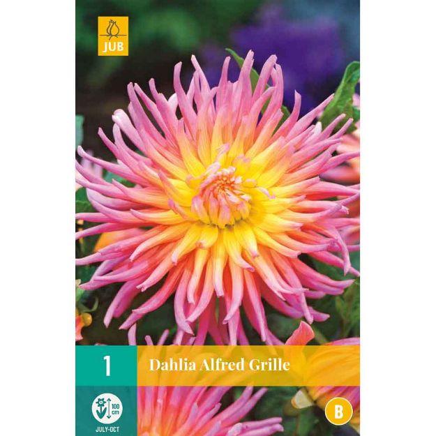 Image de 1 bulbe de fleur de dahlia alfred grille