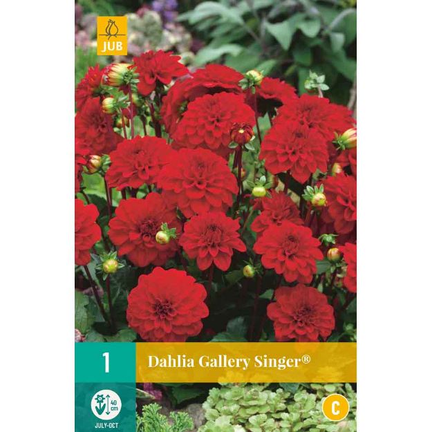 Image de 1 bulbe de fleur de dahlia gallery singer