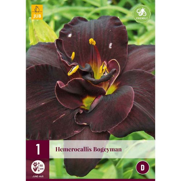 Image de 1 bulbe de fleur hemerocallis bogeyman